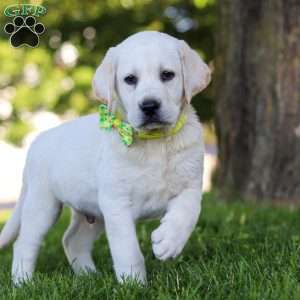 Bobby, Yellow Labrador Retriever Puppy